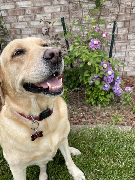 Entry image for Flower Brockus. Clicking this image will show a larger photo