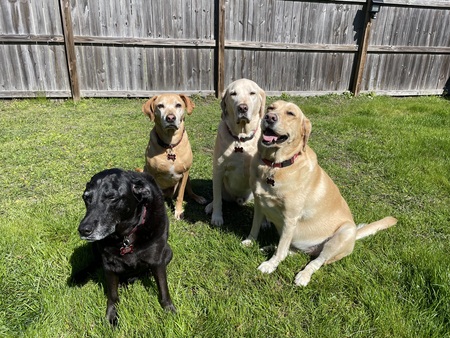 Entry image for EZ Brockus & his sisters: Josie, Dixie & Flower. Clicking this image will show a larger photo