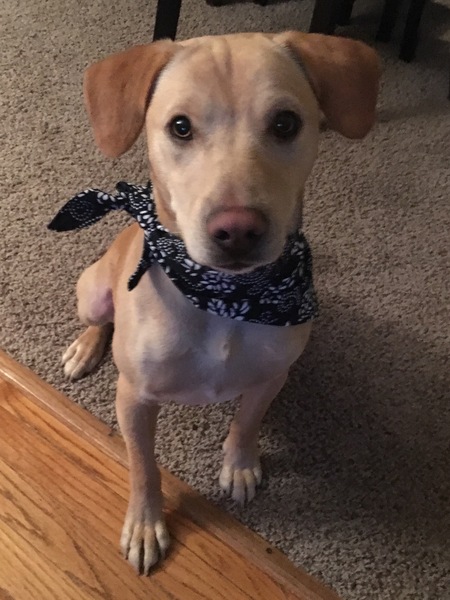 Entry image for Ruger. Clicking this image will show a larger photo