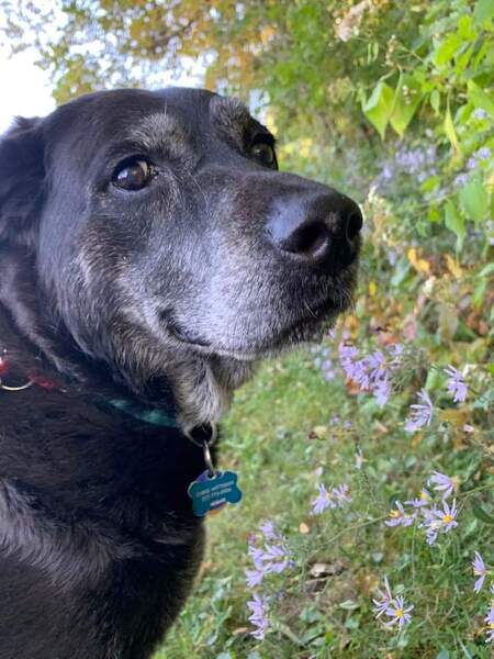 Entry image for Jovie. Clicking this image will show a larger photo