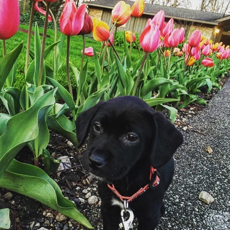 Entry image for Sadie. Clicking this image will show a larger photo