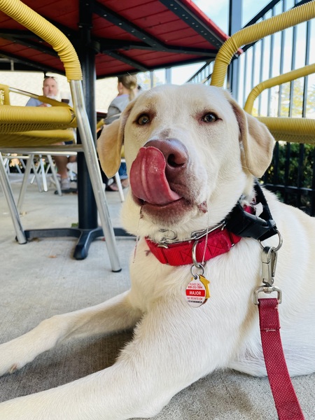 Entry image for Major . Clicking this image will show a larger photo