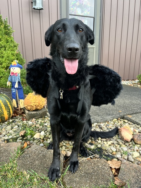 Entry image for Izabella. Clicking this image will show a larger photo