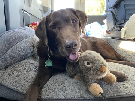 Entry image for Coco (Formerly Lily). Clicking this image will show a larger photo