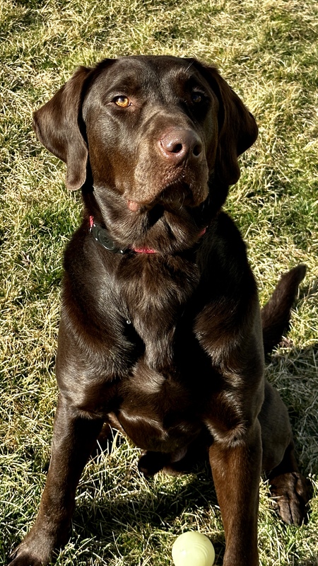 Entry image for Reese. Clicking this image will show a larger photo