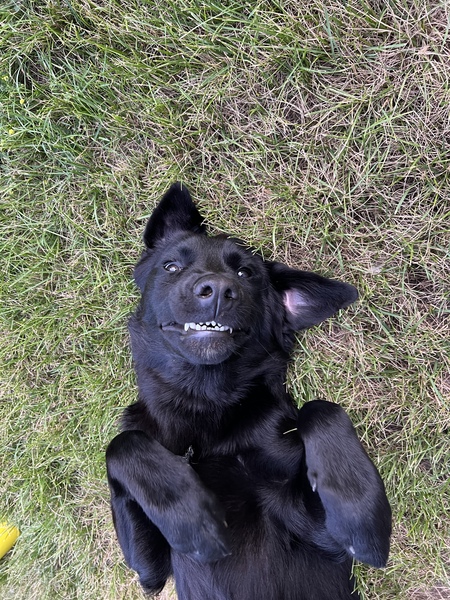 Entry image for Bogey. Clicking this image will show a larger photo