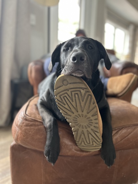 Entry image for Olive. Clicking this image will show a larger photo