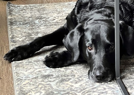 Entry image for Lola. Clicking this image will show a larger photo