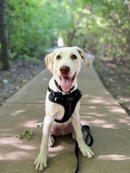 Entry image for Truffle. Clicking this image will show a larger photo