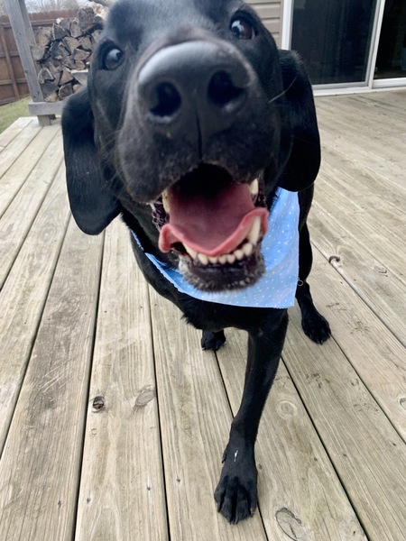 Entry image for Bauer. Clicking this image will show a larger photo