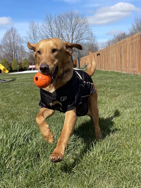 Entry image for Kobuk. Clicking this image will show a larger photo