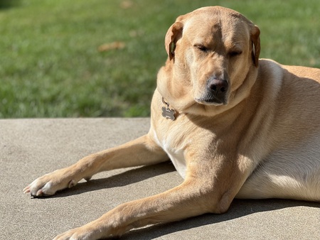 Entry image for Marley. Clicking this image will show a larger photo