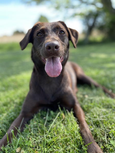 Entry image for Annie Roo (formerly Hershey). Clicking this image will show a larger photo