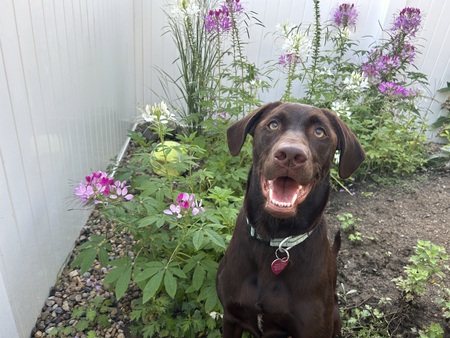 Entry image for Presley Belle. Clicking this image will show a larger photo