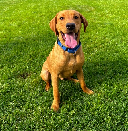 Entry image for Waylon. Clicking this image will show a larger photo