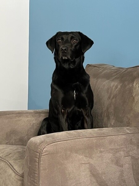 Entry image for Chance. Clicking this image will show a larger photo