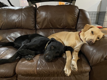 Entry image for Boone and Callie Dean. Clicking this image will show a larger photo