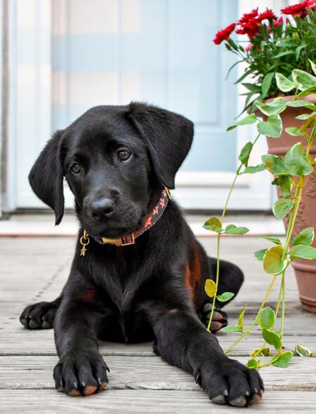 Entry image for Remi. Clicking this image will show a larger photo