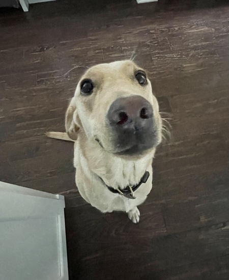 Entry image for HoneyBee . Clicking this image will show a larger photo