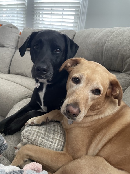 Entry image for Sophie & Bryant. Clicking this image will show a larger photo