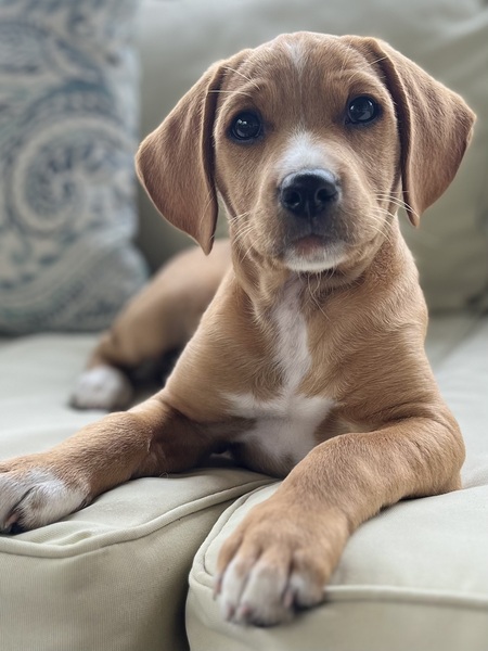 Entry image for Reesie. Clicking this image will show a larger photo