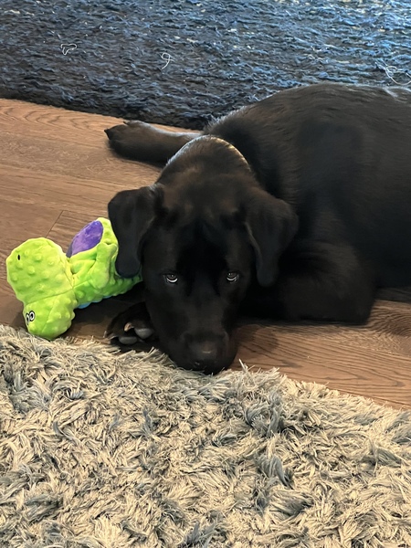 Entry image for Max. Clicking this image will show a larger photo