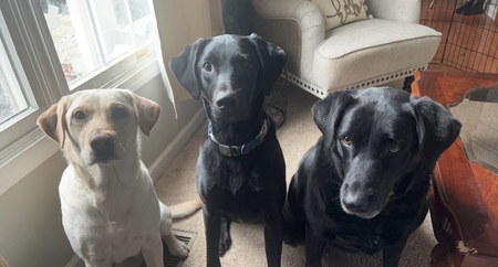 Entry image for Ellie, Simon,Polly. Clicking this image will show a larger photo