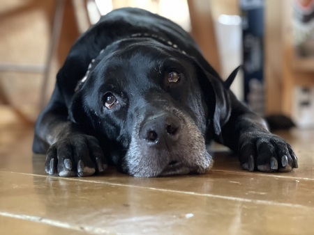 Entry image for Opal Winthrop . Clicking this image will show a larger photo