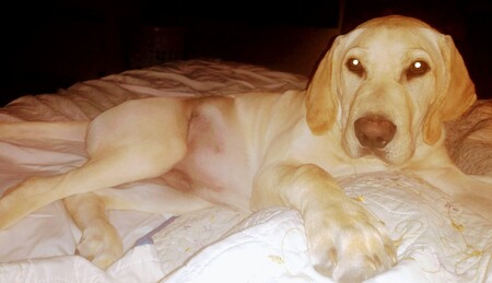 Entry image for Copper . Clicking this image will show a larger photo