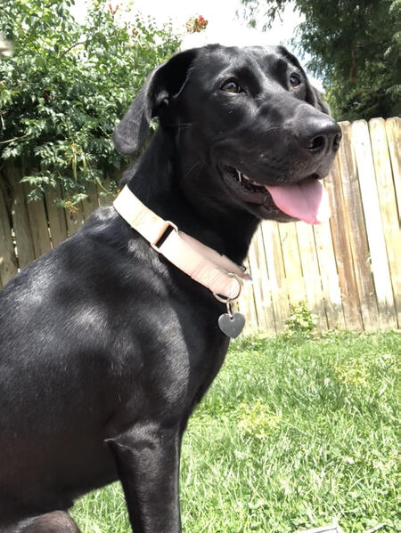 Entry image for Polly. Clicking this image will show a larger photo