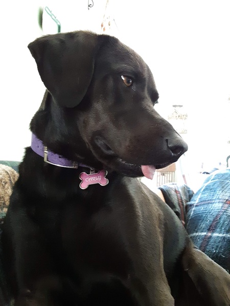 Entry image for Carly. Clicking this image will show a larger photo