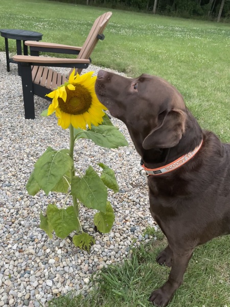 Entry image for Scooby. Clicking this image will show a larger photo