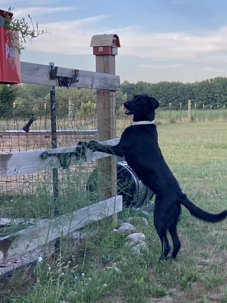 Entry image for Olive. Clicking this image will show a larger photo