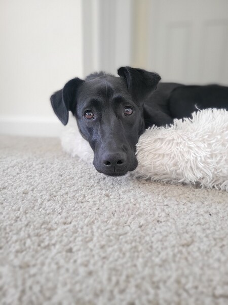 Entry image for Izzy. Clicking this image will show a larger photo