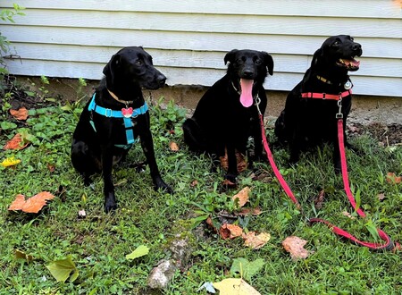 Entry image for Mattie, Star & Izzy. Clicking this image will show a larger photo