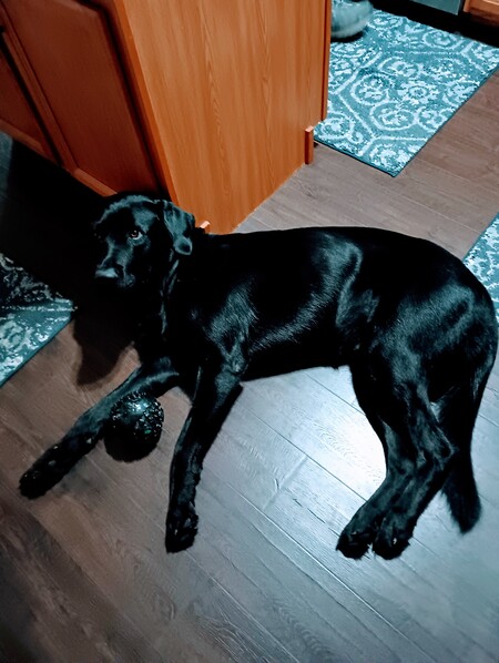 Entry image for Cole aka Buck. Clicking this image will show a larger photo