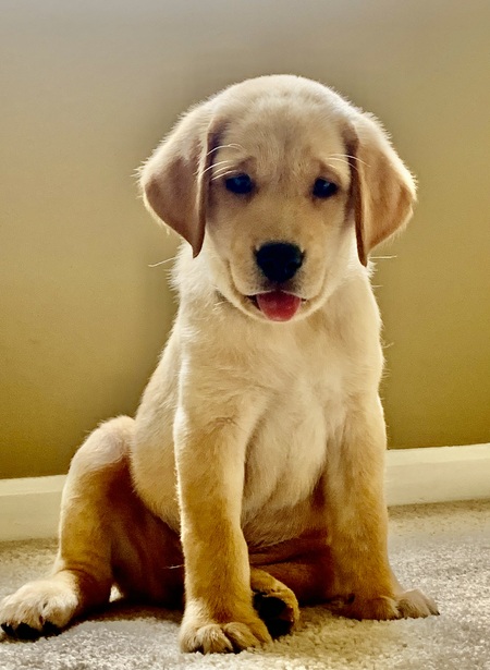 Entry image for Murphy . Clicking this image will show a larger photo