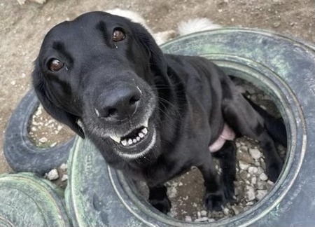 Entry image for Luna. Clicking this image will show a larger photo