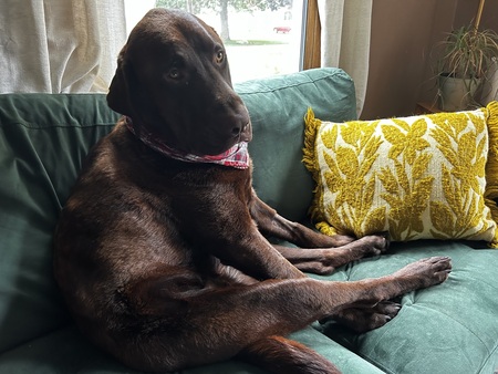 Entry image for Duke. Clicking this image will show a larger photo