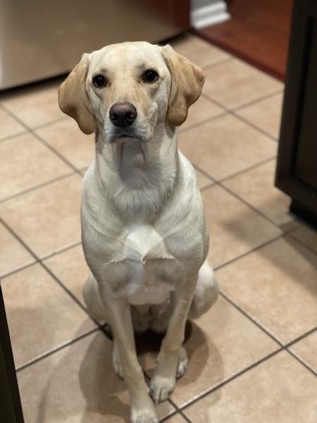 Entry image for Denali. Clicking this image will show a larger photo