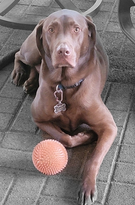 Entry image for Clark . Clicking this image will show a larger photo