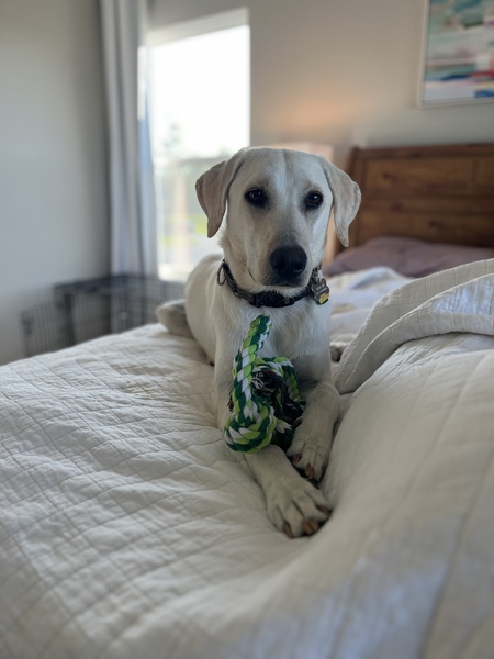 Entry image for Benson. Clicking this image will show a larger photo