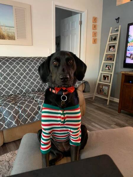 Entry image for Quinn. Clicking this image will show a larger photo