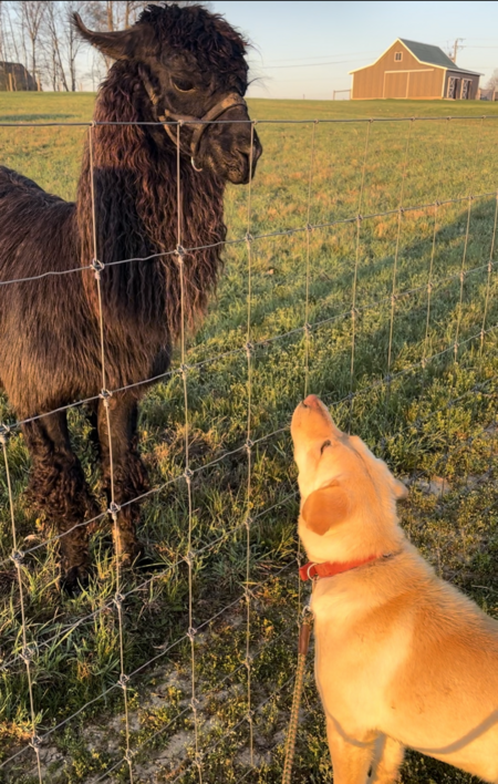 Entry image for Ruby. Clicking this image will show a larger photo