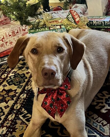 Entry image for Harvey. Clicking this image will show a larger photo