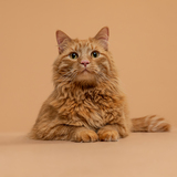 Entry image for Macklin