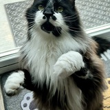 Entry image for Forest