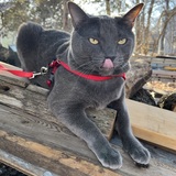 Entry image for Otis 