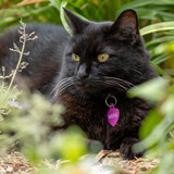 Entry image for Mini