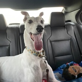 Entry image for Jade